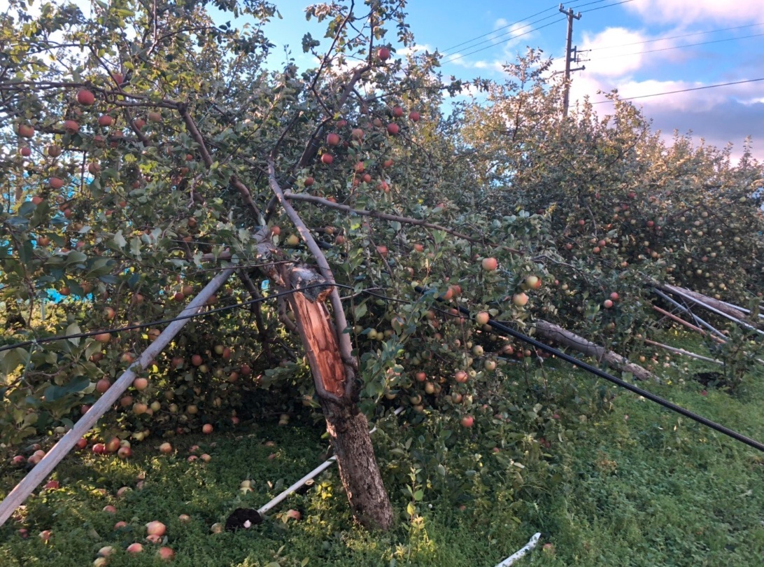 【画像】長野の台風によるりんご被害