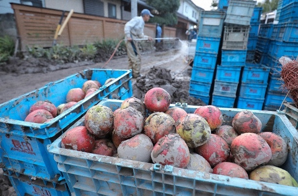 【画像】長野の台風によるりんご被害